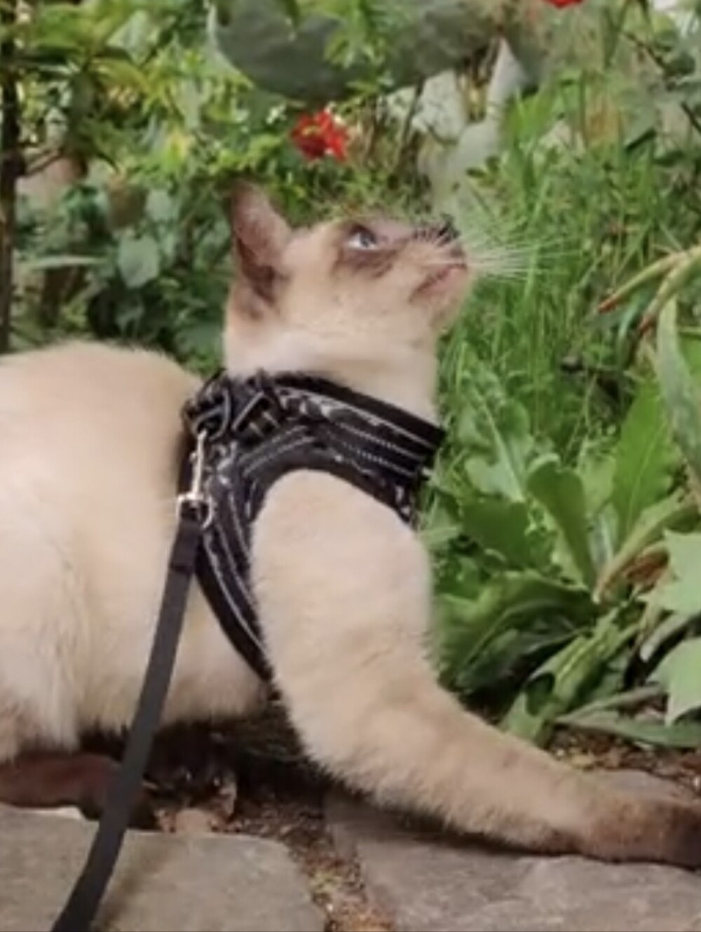 CatRomance Breathable Air-Mesh Reflective Cat Harness and Leash Set NIP